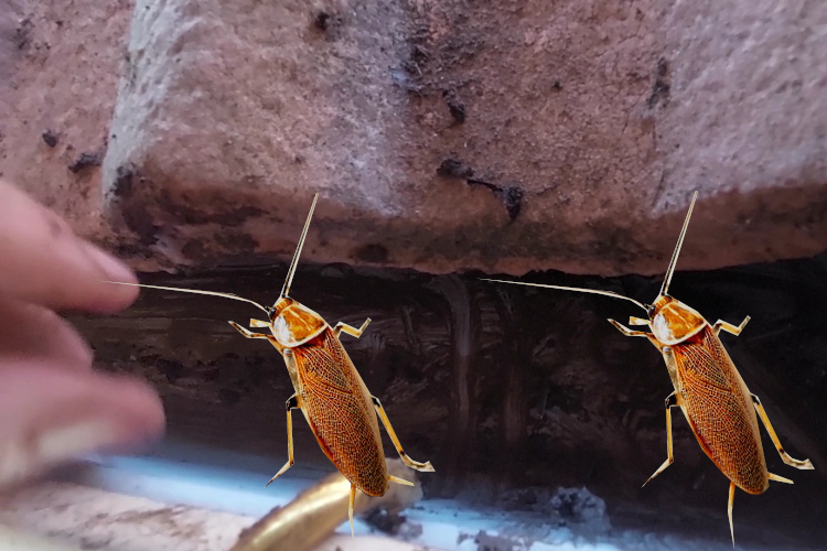 
Gutter Cleaning Team in wollongong Deals with Pest-Infested Gutters