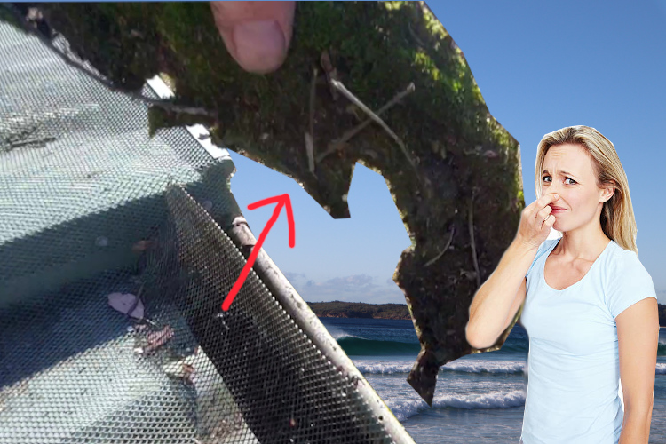 
wollongong Gutter Cleaning Service Addresses Moss Under Gutter Guard, Woman Holds Nose to Block Odor