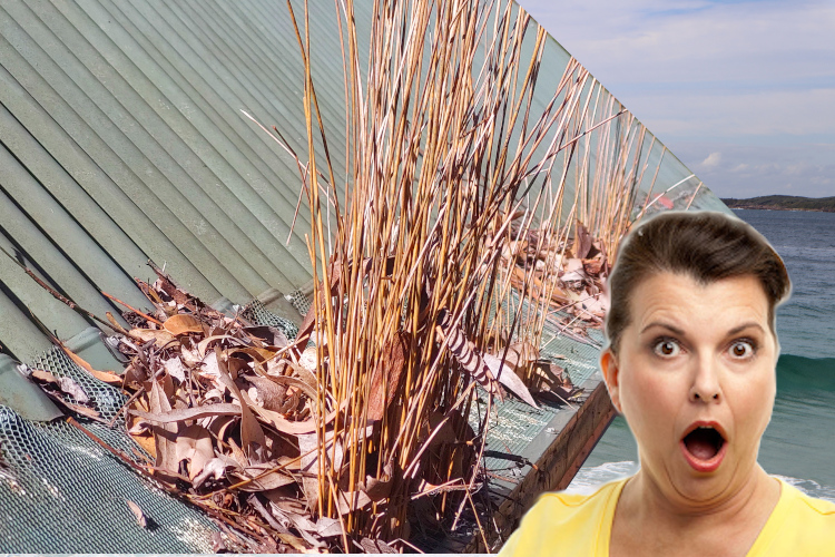 
Unexpected Plant Growth in wollongong Gutter Guards Startles Woman